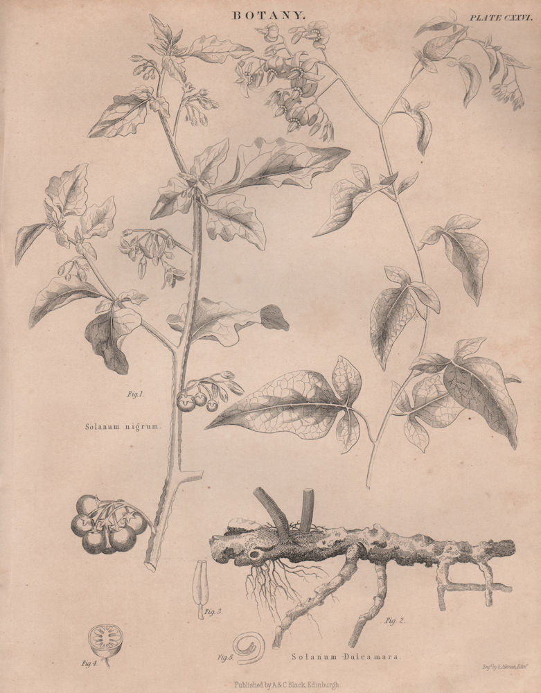 Solanum nigrum (black nightshade, popolo). Solanum Dulcamara (bittersweet) 1860